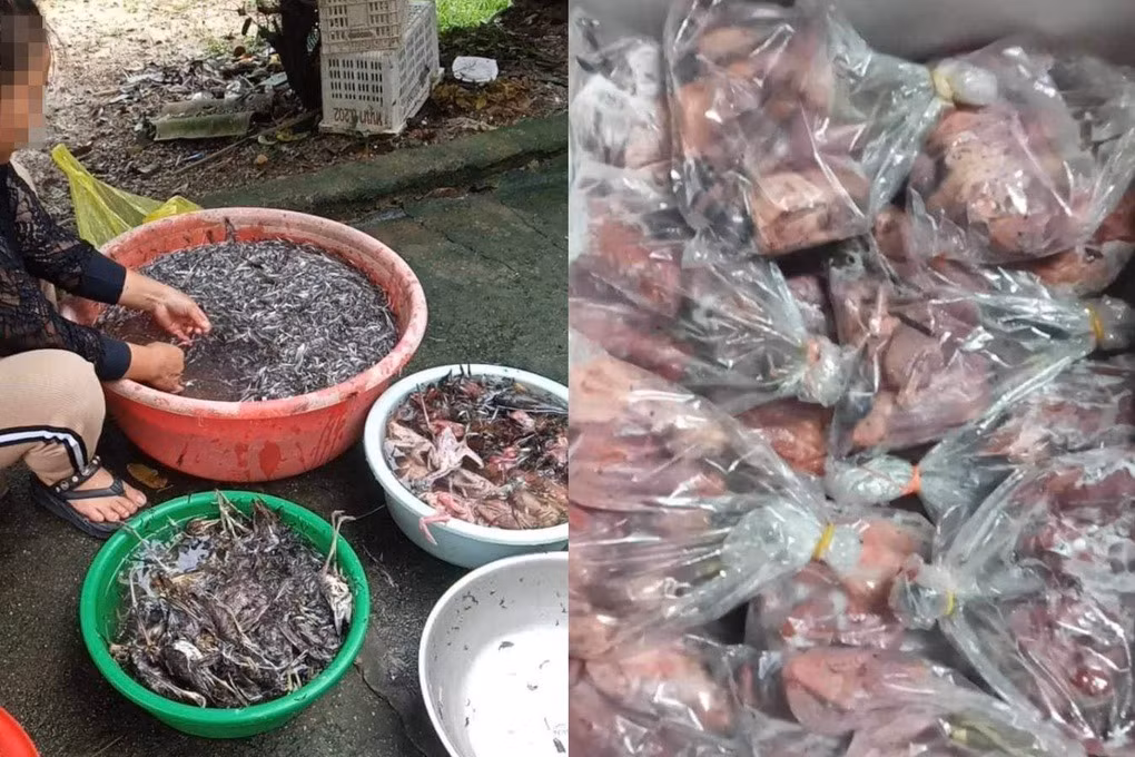 Đ. cho biết thường gửi chim hoang dã đã cấp đông cho các đầu mối ở Hà Nội (Ảnh: NVCC).
