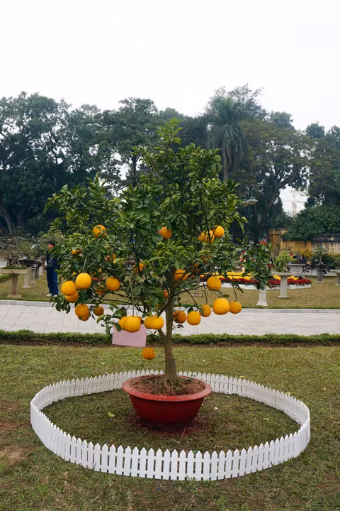 Cây ăn quả như bưởi cũng dùng làm cảnh