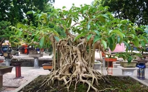 Cây cảnh cũng nằm trong diện tài sản phải kê khai - Ảnh minh họa