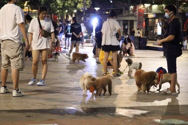 Sự xuất hiện của những 'thú cưng' đã làm nhộn nhịp cả góc phố đi bộ Nguyễn Huệ.