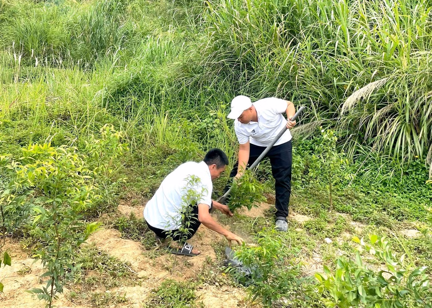 Rất nhiều đơn vị, tổ chức, cá nhân cùng chung tay trồng thêm cây cho bán đảo Sơn Trà. Rất nhiều đơn vị, tổ chức, cá nhân cùng chung tay trồng thêm cây cho bán đảo Sơn Trà.