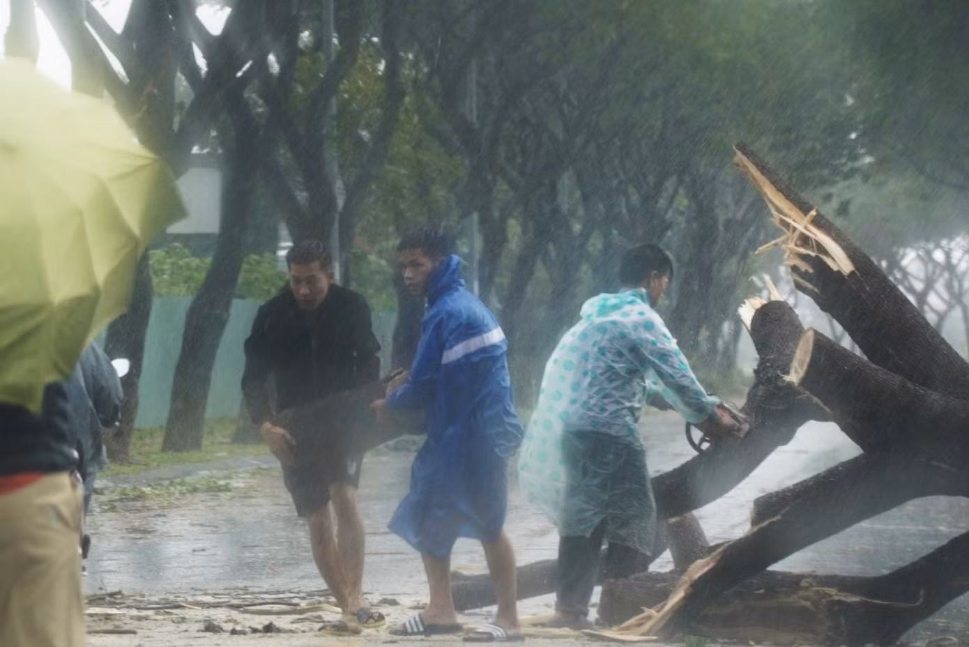 Các lực lượng mang máy cưa, dọn dẹp các cây ngã chắn đường để người dân lưu thông. Đối với những cây bị nghiêng nặng hoặc cây ngã đổ có kích thước lớn, cây thuộc nhóm có giá trị, cần bảo tồn sẽ được trồng tận dụng tại khu vực công trình có không gian lớn để thuận lợi cho công tác chăm sóc, bảo vệ.