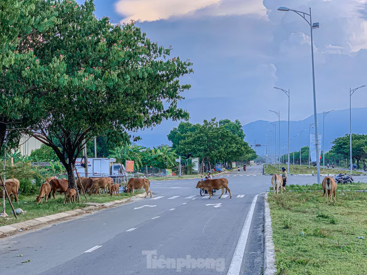 Bò thả rông trên nhiều tuyến đường gây nguy hiểm cho người tham gia giao thông.