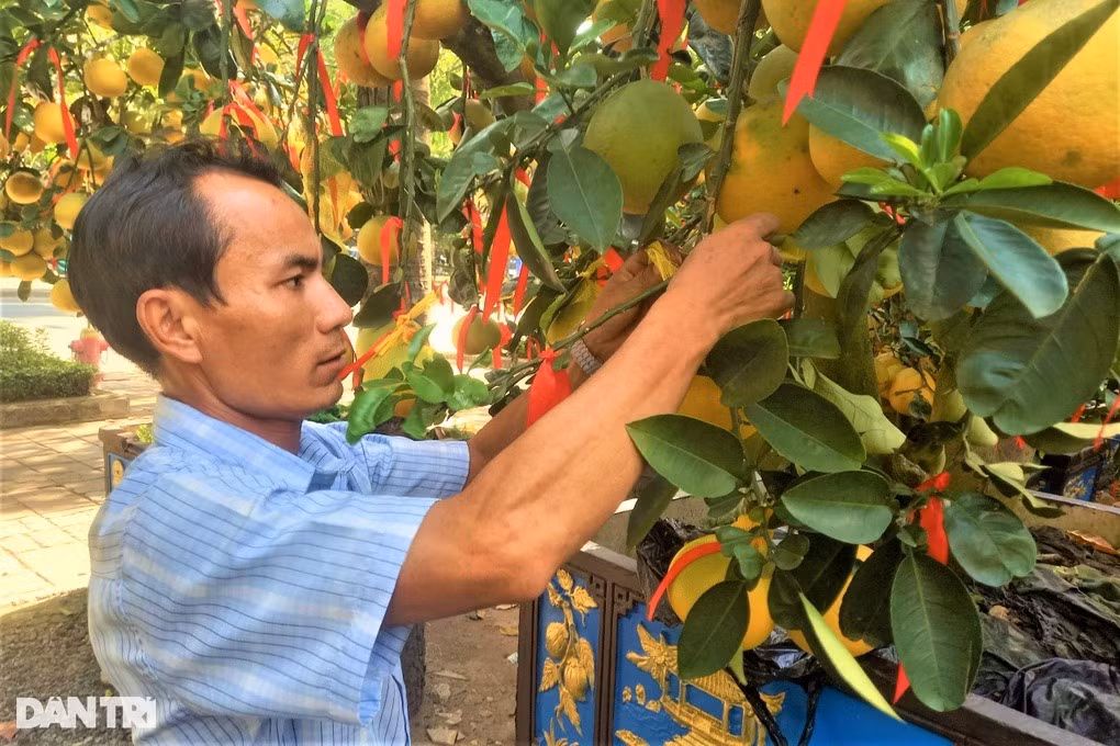 Anh Ngọc nâng niu, dùng bao bọc từng trái bưởi Diễn để giao cho khách hàng (Ảnh: Nguyễn Vy).