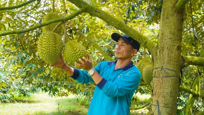 Tuy năm nay sầu riêng giá bán khá rẻ so với năm ngoái nhưng hợp tác xã vẫn rất chú trọng khâu đầu tư sản xuất theo quy trình nghiêm ngặt, an toàn nên có lượng đầu ra ổn định, giá vẫn đảm bảo hơn so với thị trường.