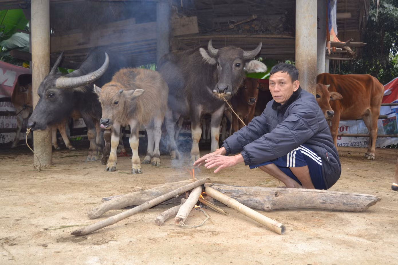 Người dân miền núi đốt lửa sưởi ấm cho trâu, bò những ngày rét đậm ảnh 2