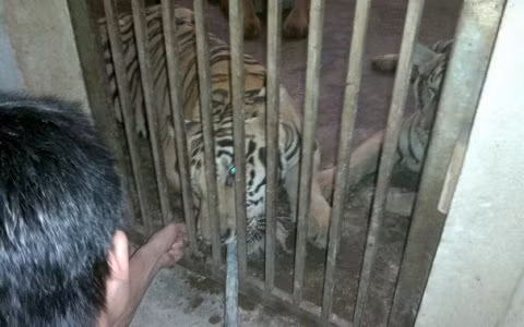 Những con hổ được nuôi nhốt tỏ ra khá hiền lành so với đồng loại của nó trong tự nhiên. Người lạ mặt có thể đùa, thậm chí... nhổ râu