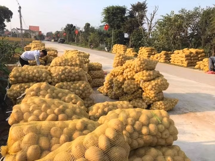 Khoai tây được mùa được giá, nông dân Nghệ An phấn khởi thu hoạch ảnh 8