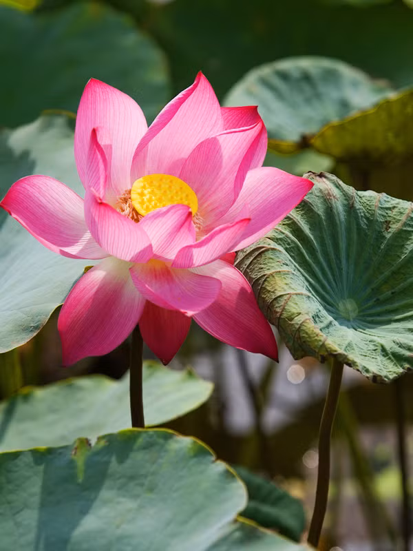 Hoa sen . Ảnh: Hồng Vĩnh Hoa sen