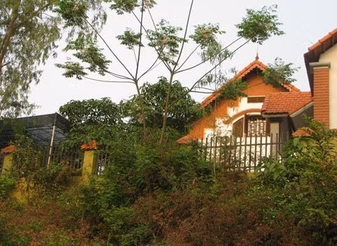 Biệt thự 