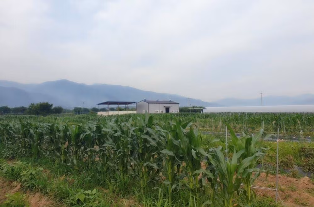Chán thành phố, người trẻ Hàn Quốc 'về quê nuôi cá và trồng thêm rau' ảnh 1
