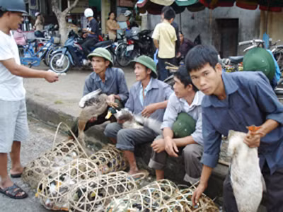 Cận rằm, vịt bán rất chạy . Ảnh: Kiên Cường Cận rằm, vịt bán rất chạy