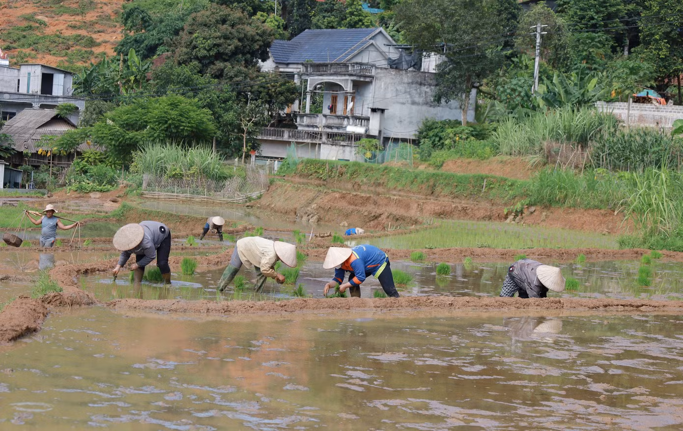Người dân ở Mường Vang đang dần phủ xanh ruộng bậc thang.