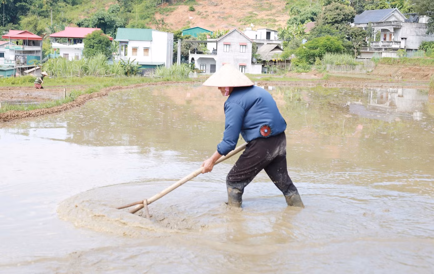 Để có một mùa vàng bội thu, người dân Mường Vang chăm chút những thửa ruộng kỹ càng, cẩn thận. Ông Bùi Văn Nghĩa, (50 tuổi, thôn Rài) nói, muốn được mùa, hạt lúa to tròn, vàng óng như nắng hè thì phải làm đất thật kỹ càng, cẩn thận, sạch sẽ. Lúa phải được tưới tắm bằng dòng nước suối trong lành.