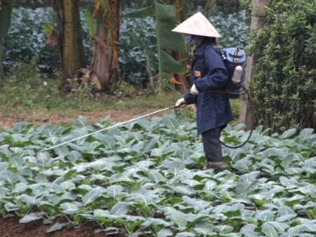 Một người dân đang phun thuốc trừ sâu cho rau