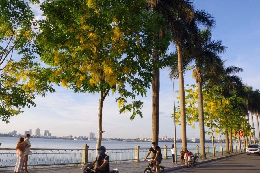 Những ngày cuối tháng 5, những hàng cây muồng hoàng yến bung nở rực rỡ bên hồ Tây.