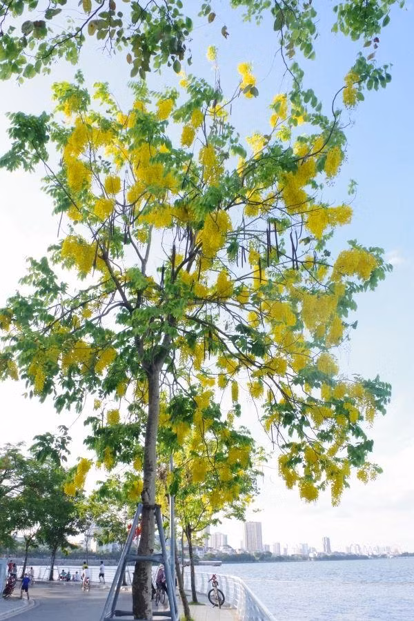 Muồng hoàng yến bung nở rực rỡ ven hồ.