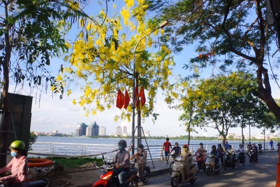 Màu vàng ươm như nắng của muồng hoàng yến rực rỡ một góc phố.
