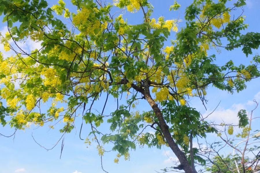Mỗi mùa hoa muồng hoàng yến thường kéo dài từ 2 đến 3 tháng.
