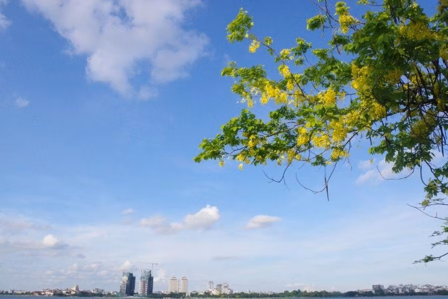 Tuy thân, cành nhỏ bé, khẳng khiu nhưng những chùm hoa muồng hoàng yến lại trĩu vàng, rủ xuống tạo nên một vẻ đẹp rực rỡ.