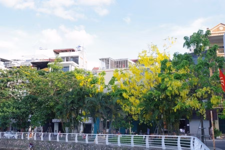 Tuy được trồng rải rác và mỗi khu vực cũng chỉ có từ 1 đến 4 cây, sắc vàng của muồng hoàng yến vẫn nổi bật trong không gian xanh mát bên hồ Tây.