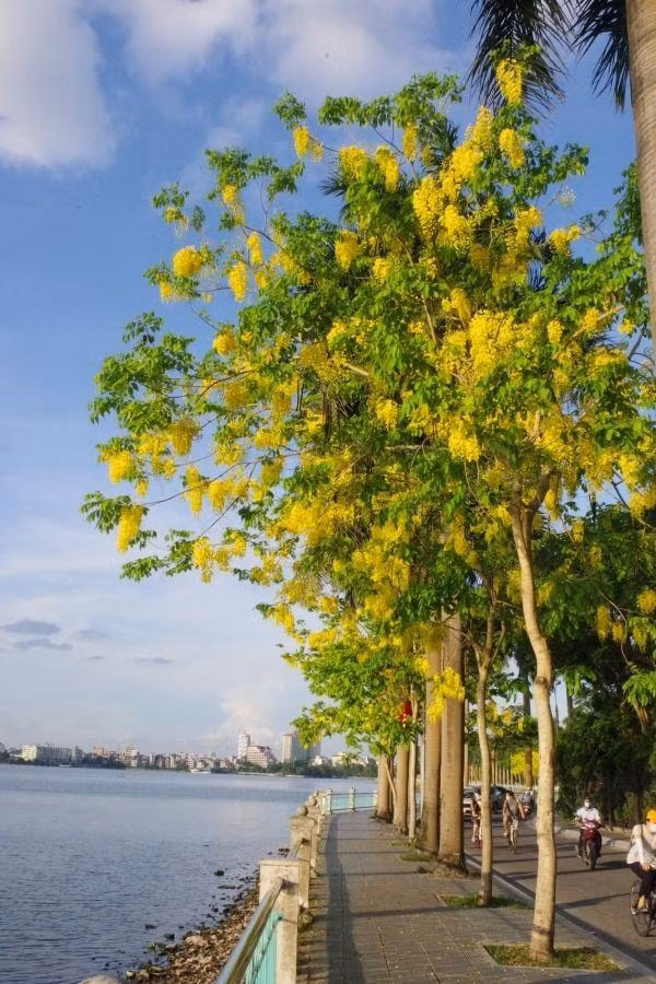 Con đường ven hồ Tây vàng ruộm sắc muồng hoàng yến.