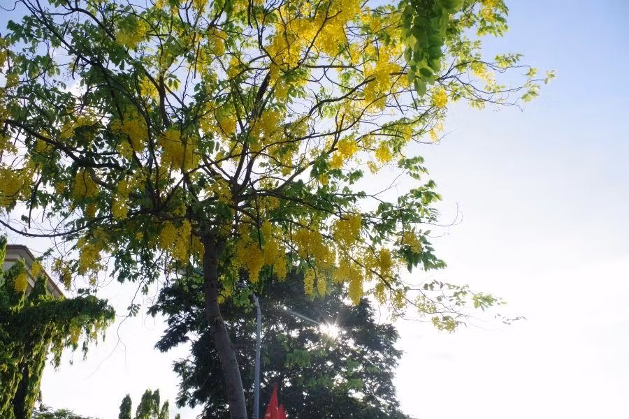 Cùng với bằng lăng tím, phượng đỏ, muồng hoàng yến là loài cây báo hiệu mỗi khi mùa Hạ về.