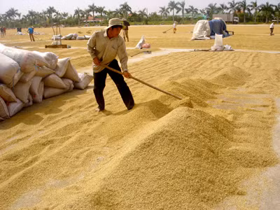 Với giá bán 4.400 đồng/kg lúa, nông dân kêu lỗ, DN bảo có lãi Ảnh: Đại Dương