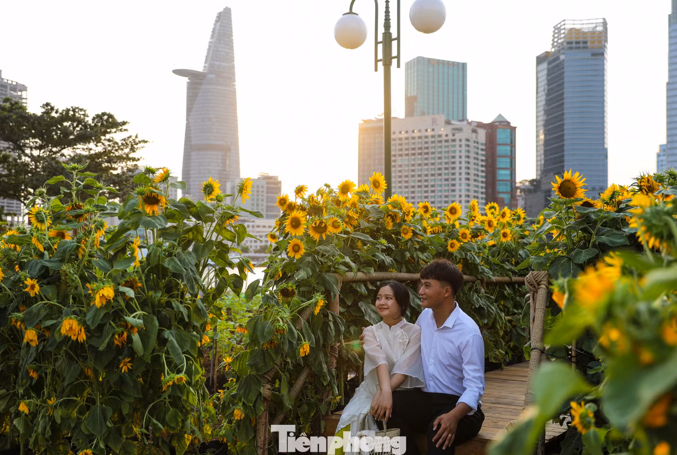 Vị trí trồng cánh đồng hoa hướng dương có "view" đẹp, nhìn ra các hướng sông Sài Gòn, công viên bến Bạch Đằng, cầu Ba Son và ngược lại.