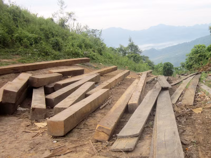 Bãi tập kết gỗ nghiến ở rừng đặc dụng