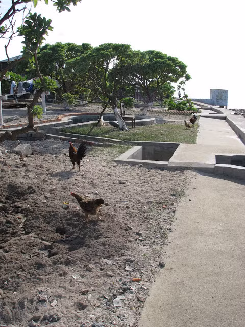 Vừa cục tác kiếm ăn, vừa trông coi công sự