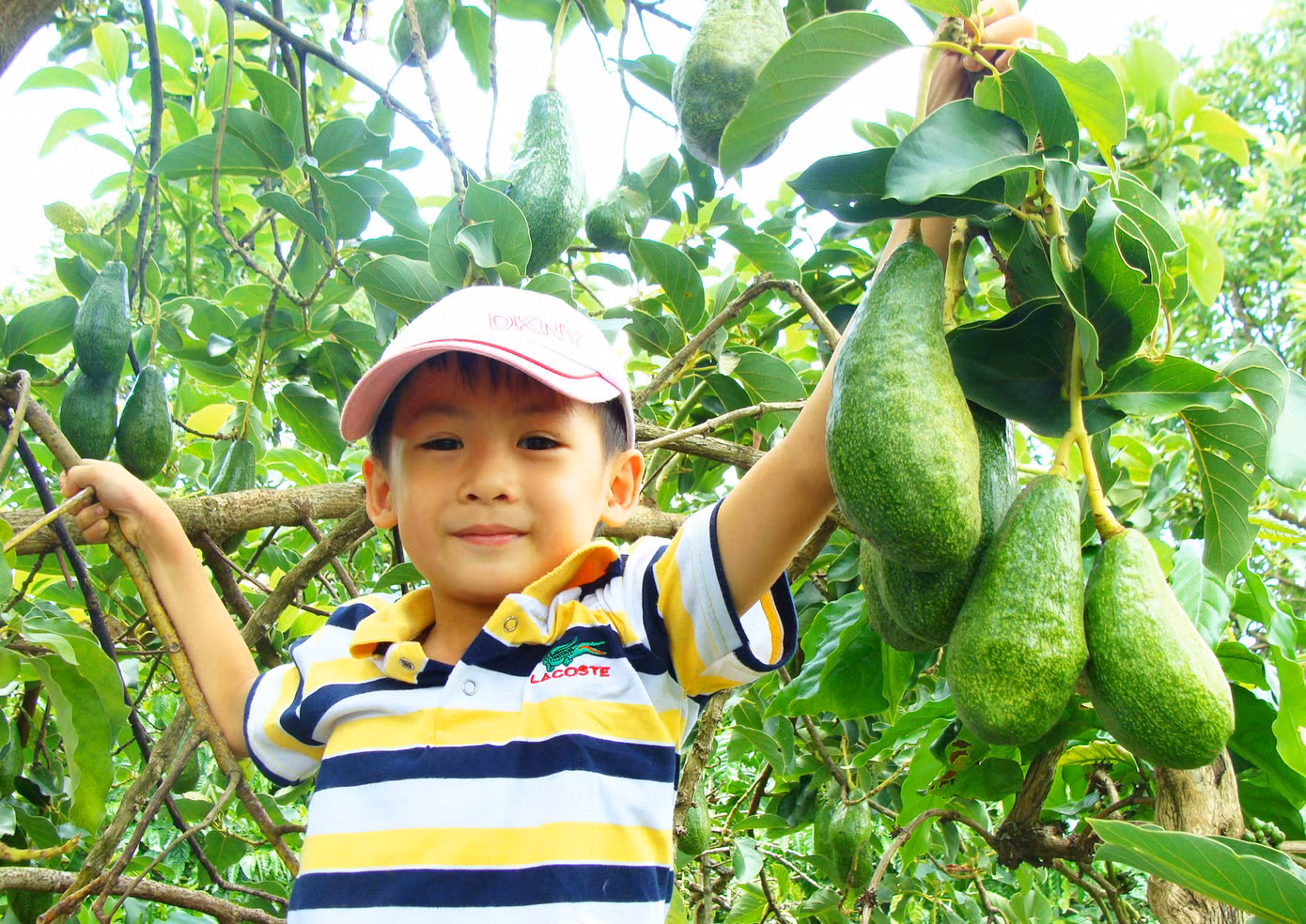 Bốn mùa bơ đều ra quả tươi ngon tại vườn anh Trịnh Xuân Mười