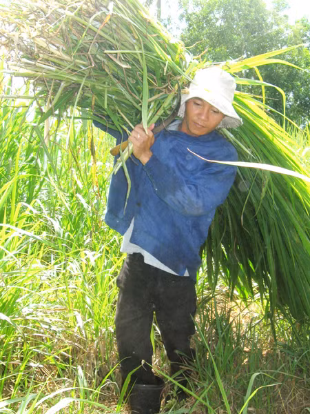 Mỗi ngày Tâm phải vác 250kg cỏ cho trâu	Ảnh: Lê Ninh