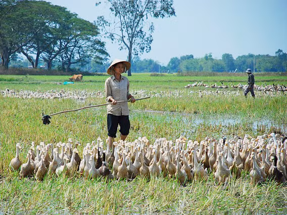 Sương hòa nhập cuộc sống sông nước, chăn vịt nhà ông Võ rất nhanh. Cứ tưởng, đây sẽ là bến đỗ của cô.