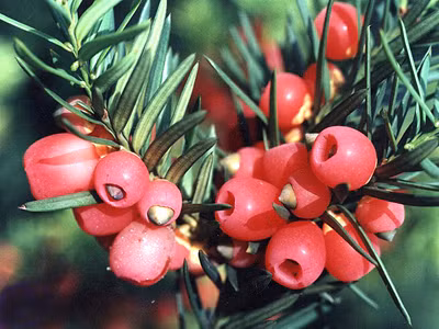 Quả thông đỏ