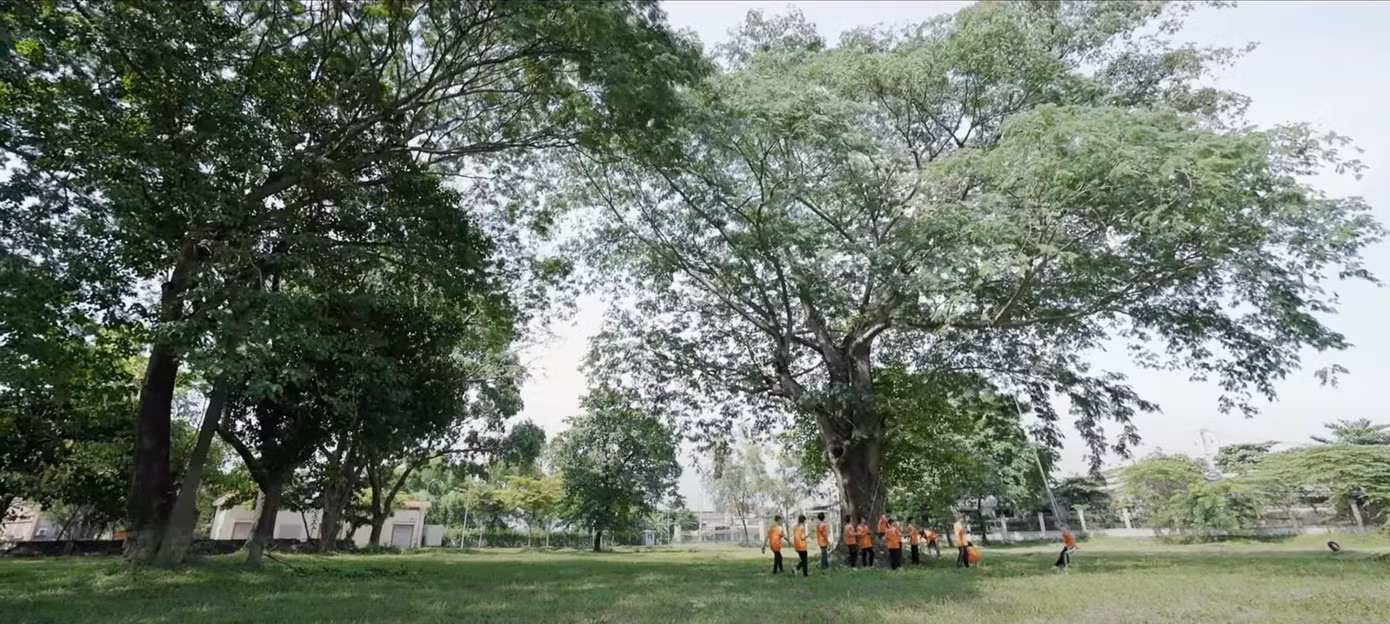 Gốc cây “thần thánh” được phát hiện từ “Sao nhập học”
