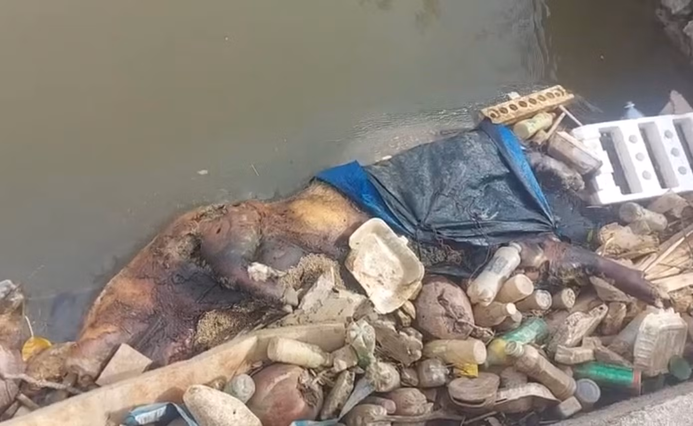Mùi xú uế xông lên nồng nặc, gây ô nhiễm môi trường. Mùi xú uế xông lên nồng nặc, gây ô nhiễm môi trường.