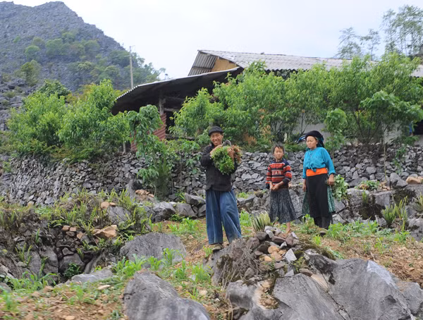 Người dân vùng cao sống quyện cùng với đá, những ngôi nhà được dựng lên với bốn bề là đá. Tất cả cuộc sống của con người vùng cao đều gắn liền với đá. Đá dùng để làm nhà Làm hàng rào Hay đá đan xen với những luống hoa cải vàng tạo nên một bức tranh thật ấn tượng Người dân vùng cao trồng trọt trên những khe đá, trong những hốc đất nhỏ. Và thu hoạch cũng ngay tại vườn nhà Những ngọn núi đá trùng trùng điệp điệp, những cánh đồng đá trải dài bất tận, tất cả cứ tràn vào nhau, hoà quyện vào nhau thành một bức tranh tuyệt đẹp nơi cực bắc Tổ quốc. Cao nguyên đá Đồng Văn dù có tới và trở lại vẫn thấy là lạ, vì nó đẹp, cái đẹp hoang dại, từ con người đến cảnh vật. Cái đẹp mà khi trải nghiệm rồi, vẫn có chút gì đó rất thú vị.