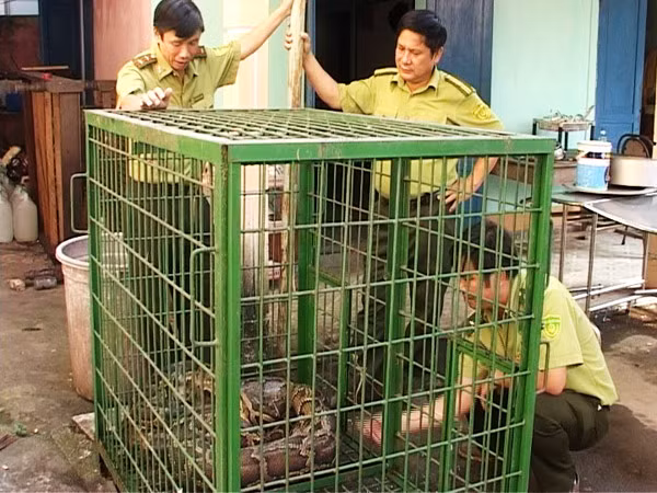 Trăn khủng được bàn giao cho Kiểm lâm huyện Phú Lộc chăm sóc, quản lý. Ảnh: VN 