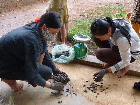  Các thương lái đến tận nhà dân thu mua đỉa