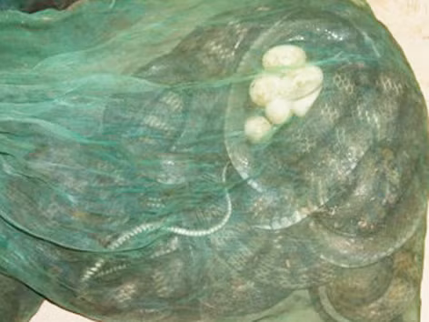 Do thời tiết nắng nóng nên các cá thể rắn hổ mang đều đã bị chết ngạt khi ra tới Hà Nội