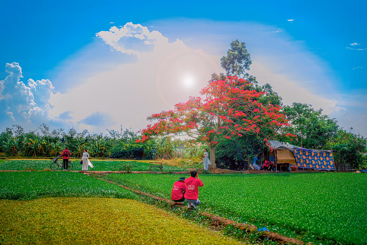 Với tán cây rực rỡ sắc hè phủ bóng cả một góc đường, nơi đây thu hút đông đảo bạn trẻ đến chụp ảnh. Với tán cây rực rỡ sắc hè phủ bóng cả một góc đường, nơi đây thu hút đông đảo bạn trẻ đến chụp ảnh.