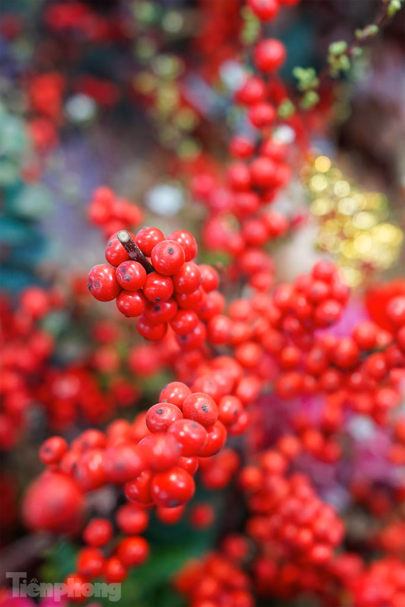 10 cành hoa Đào Đông (Ilex), xuất xứ Nhật Bản có giá gần 2,5 triệu. 10 cành hoa Đào Đông (Ilex), xuất xứ Nhật Bản có giá gần 2,5 triệu.