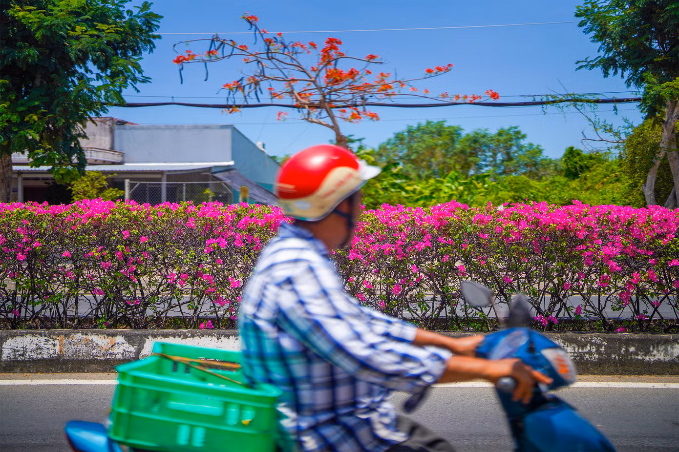 Những loài hoa nhiệt đới như giấy, phượng... đua nhau khoe sắc dọc tuyến đường trung tâm huyện Cần Giờ. Những loài hoa nhiệt đới như giấy, phượng... đua nhau khoe sắc dọc tuyến đường trung tâm huyện Cần Giờ.