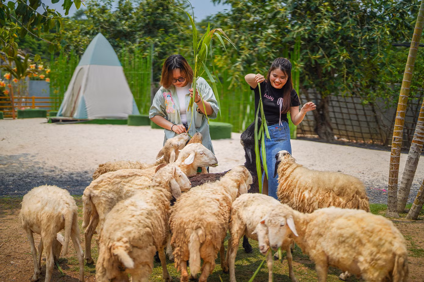 Kế bên vườn hoa Tuyết Sơn Phi Hồng là trang trại cừu. Trong trang trại có hơn 50 chú cừu khá thân thiện, nhất là khi du khách tham quan mang theo thức ăn.