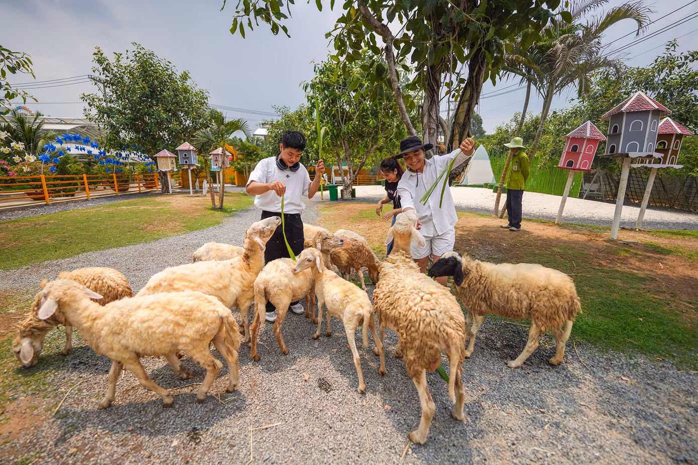 Kế bên vườn hoa Tuyết Sơn Phi Hồng là trang trại cừu. Trong trang trại có hơn 50 chú cừu khá thân thiện, nhất là khi du khách tham quan mang theo thức ăn.