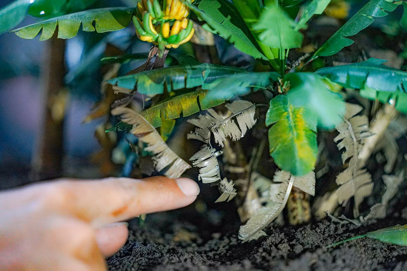 Sau nhiều ngày quan sát bụi chuối, anh phát hiện ra không thể thiếu những chiếc lá héo úa ở tầng thấp.