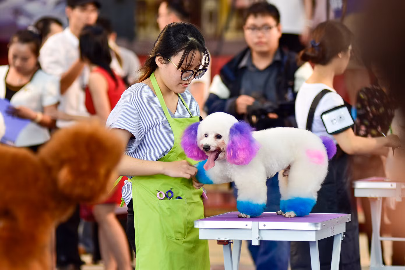 Ngày hội dự kiến thu hút sự tham gia của nhiều chủ thú cưng.