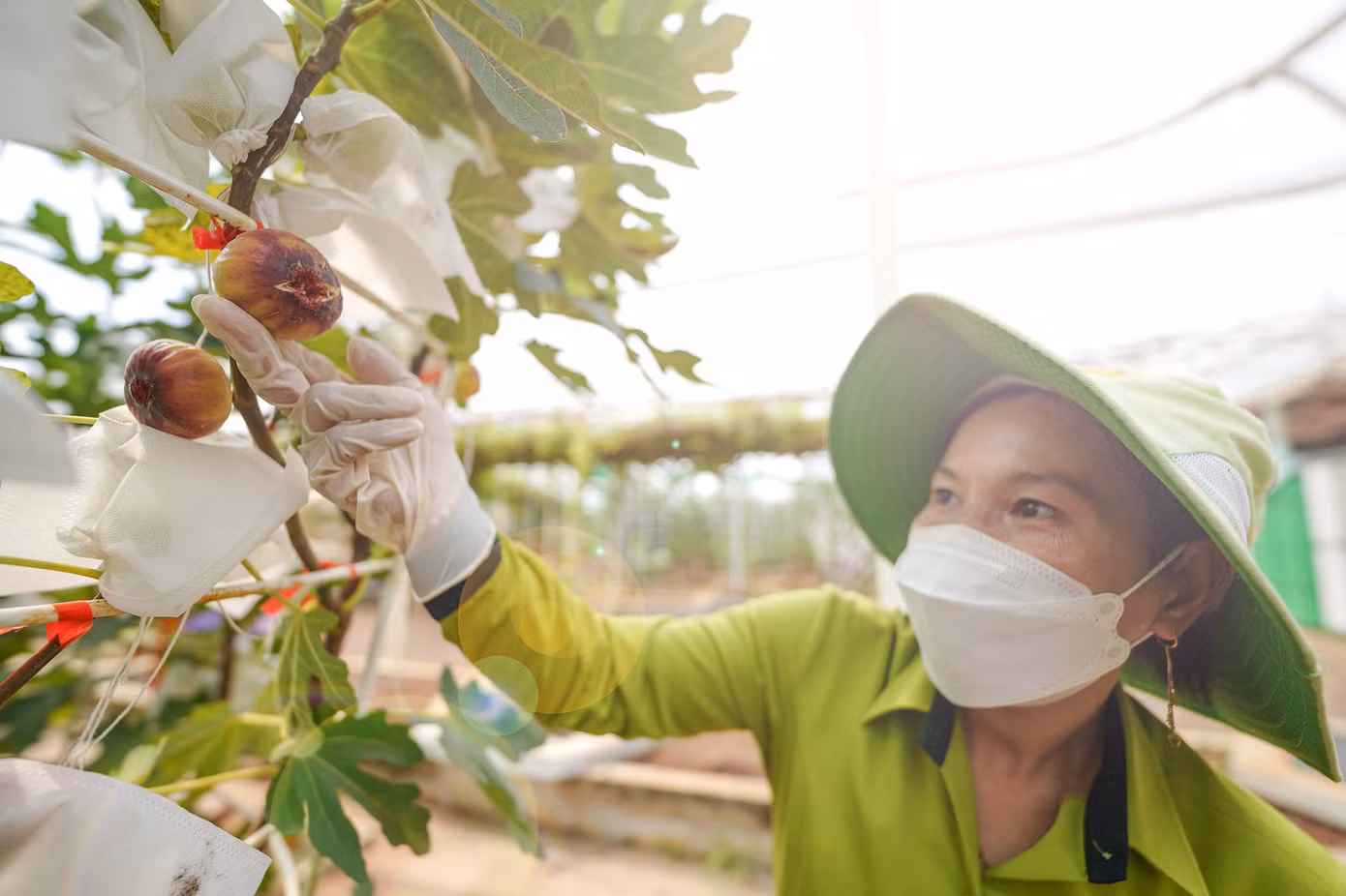 Vườn sung Mỹ có quy mô rộng hơn 2ha với hơn 1.000 gốc, cho thu hoạch quanh năm, trung bình mỗi ngày thu hoạch từ 50-80kg, có ngày lên đến hơn 100kg tùy thuộc vào mỗi mùa vụ. Vườn sung Mỹ có quy mô rộng hơn 2ha với hơn 1.000 gốc, cho thu hoạch quanh năm, trung bình mỗi ngày thu hoạch từ 50-80kg, có ngày lên đến hơn 100kg tùy thuộc vào mỗi mùa vụ.