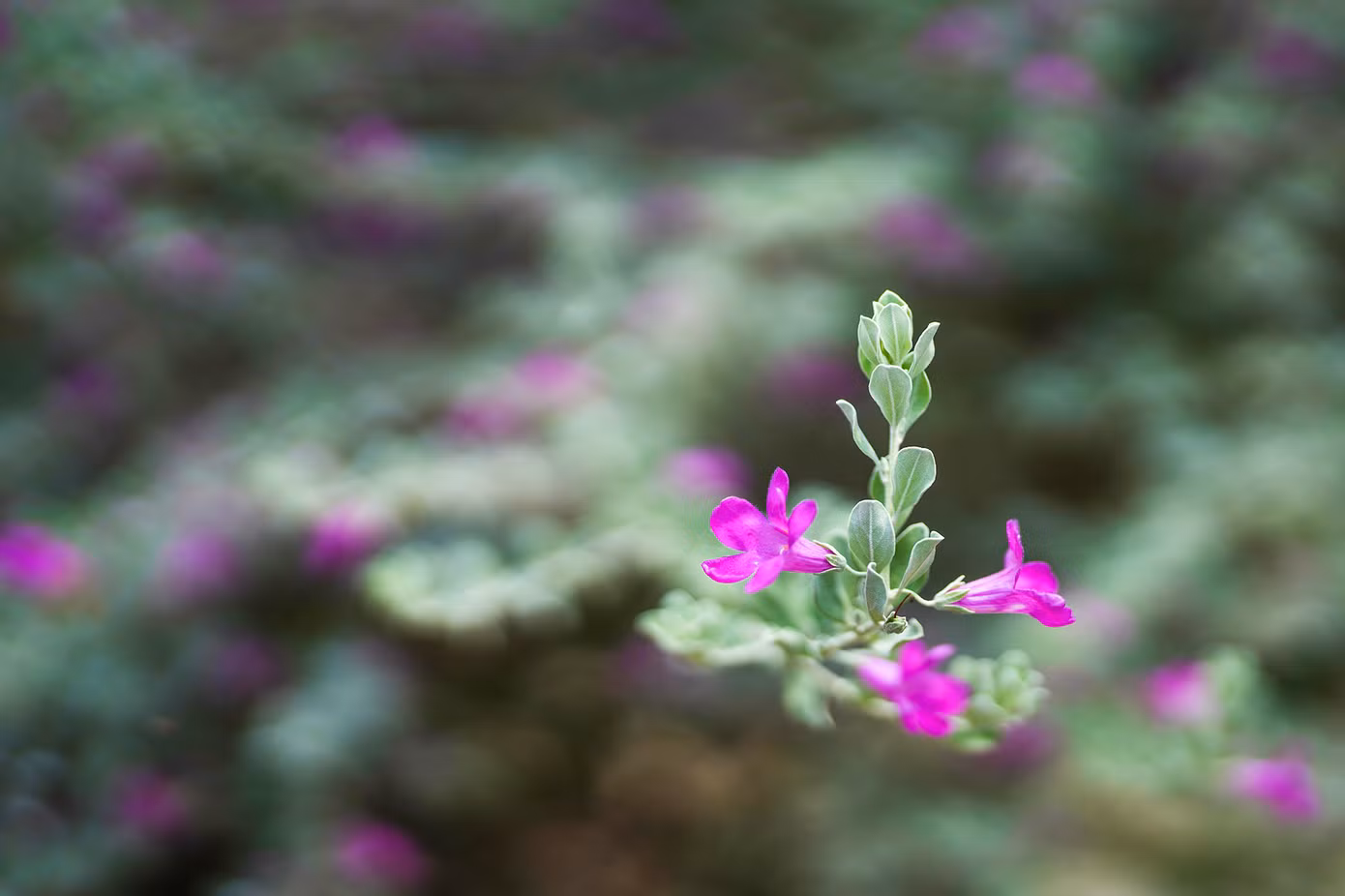 Tuyết Sơn Phi Hồng có tên khoa học là Leucophyllum frutescens, có nguồn gốc từ Texas, và phân bố chủ yếu ở sa mạc Chihuahuan và miền bắc Mexico. Đến nay, cây Tuyết Sơn Phi Hồng đã được trồng rất nhiều ở Đông Nam Á và Florida do phù hợp với khí hậu nhiệt đới ẩm, cây nở hoa rất đẹp. Tuyết Sơn Phi Hồng còn thể hiện sức sống mãnh liệt trong mọi điều kiện khắc nghiệt, tượng trưng cho ý chí và sức mạnh của một người đàn ông.